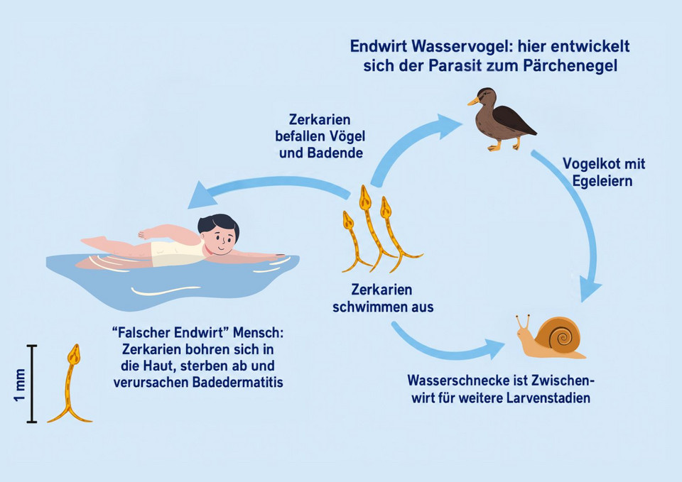 Zerkarien Info zur Ausbreitung