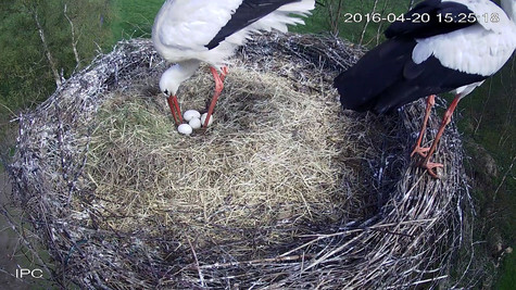 Bild aus Webcam-Aufnahme, Storch und Eier im Nest
