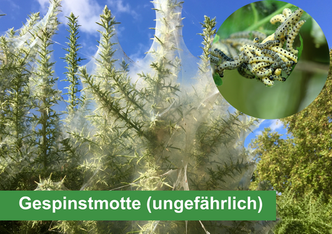 Eine Verwechslungsgefahr besteht mit ungefährlichen Gespinstmotten