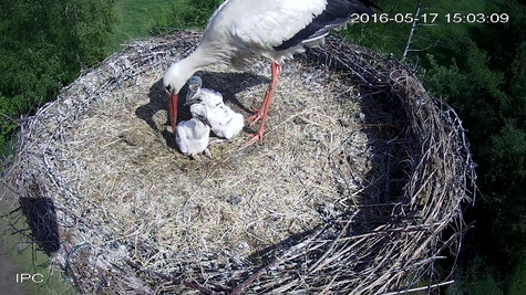 Bild aus Webcam-Aufnahme, Storch mit Küken im Nest