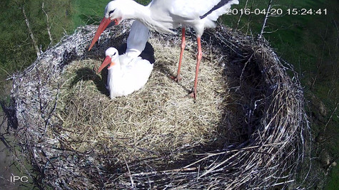 Bild aus Webcam-Aufnahme, zwei Störche im Nest