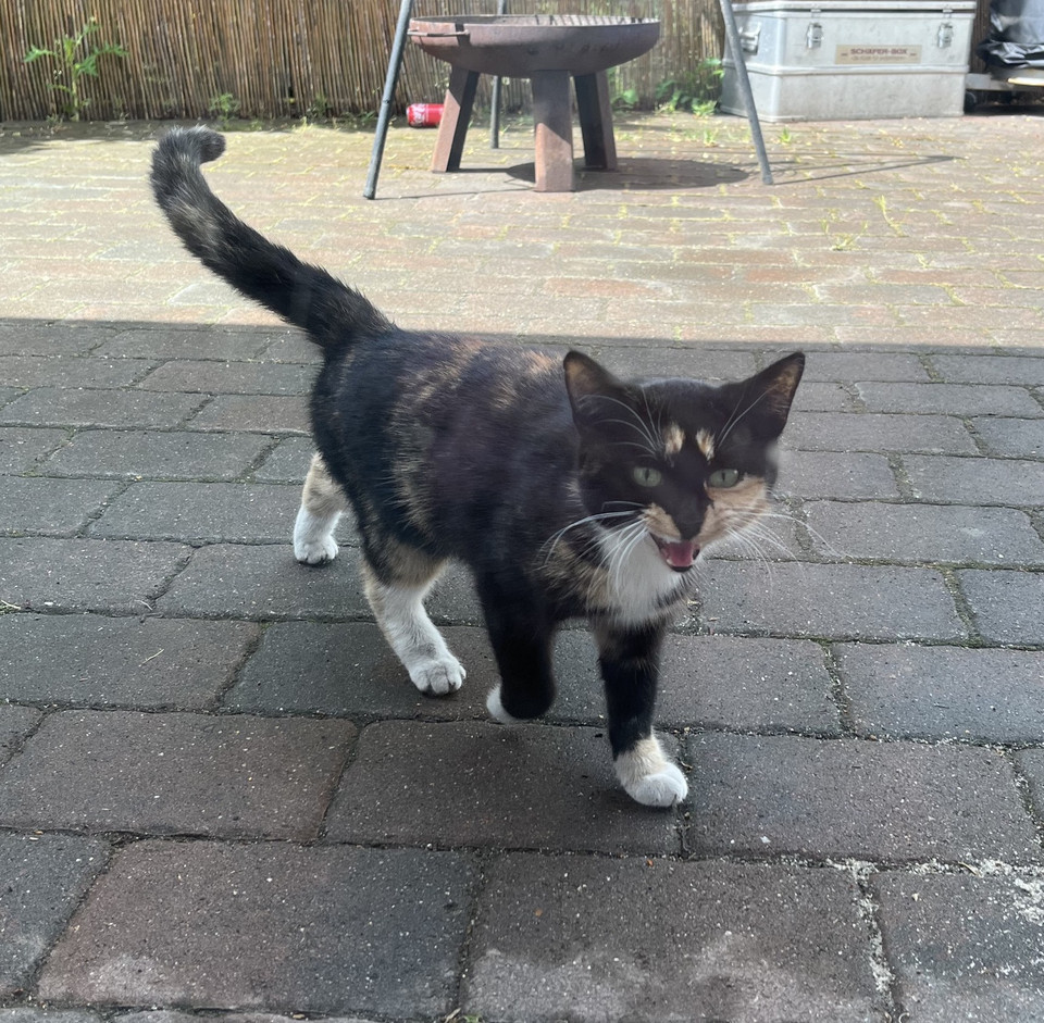 Foto von Katze (Schildpatt)