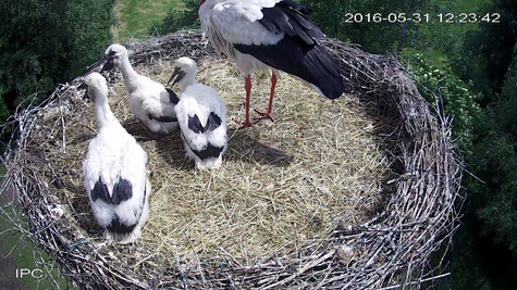 Bild aus Webcam-Aufnahme, heranwachsende Störche im Nest